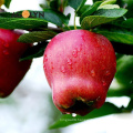 full-red skin fresh red  Huaniu Apple fruit